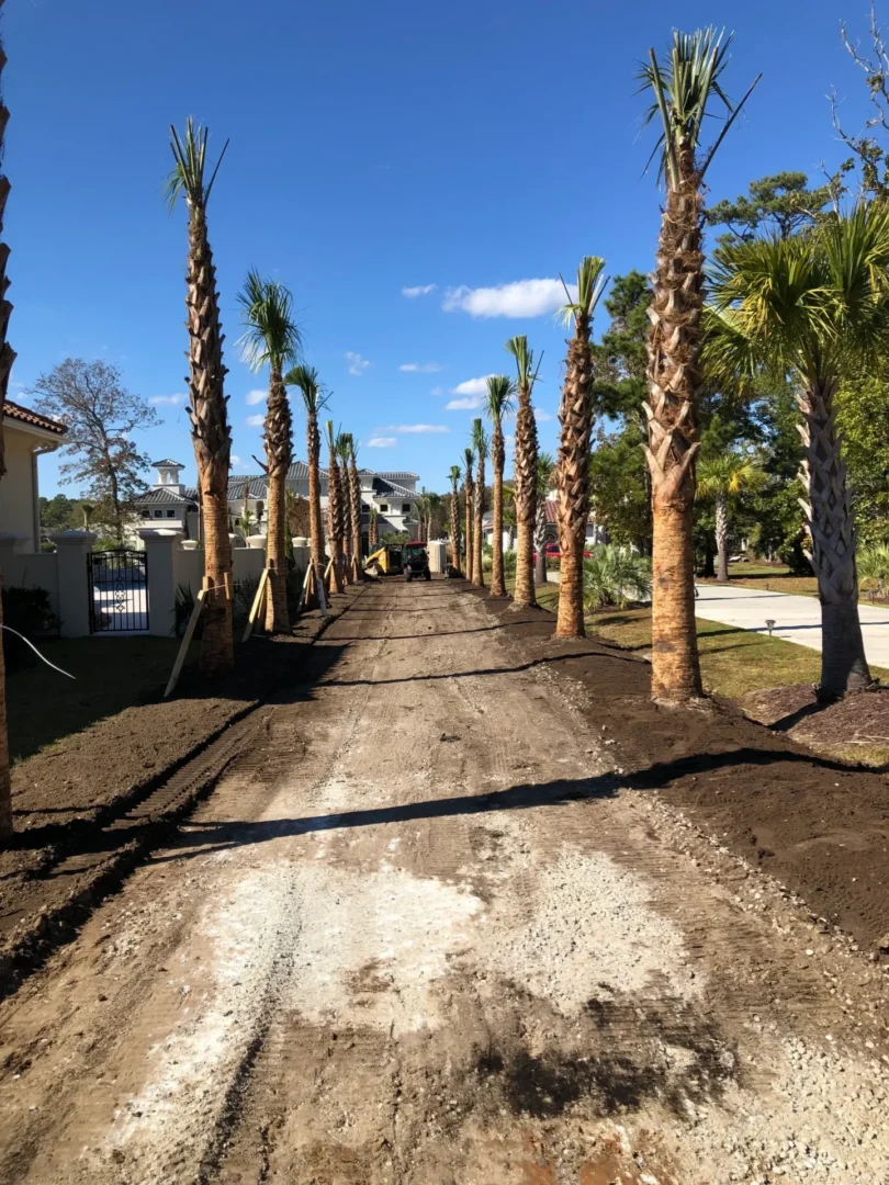 A dirt road with palm trees in the middle of it.