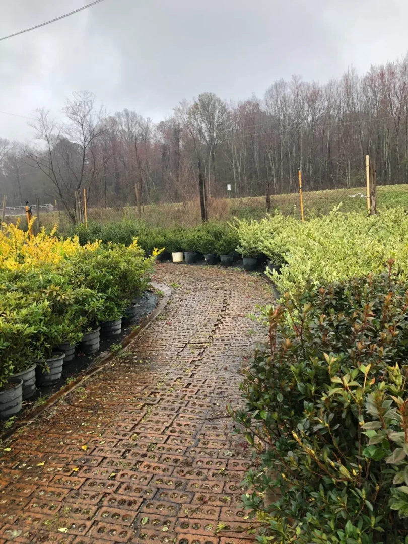 A brick path in the middle of a garden.