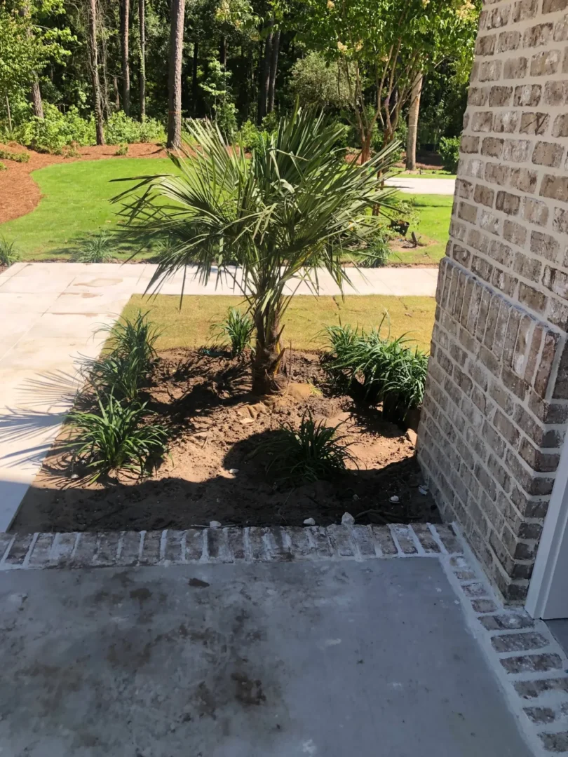 A palm tree in the middle of a garden.